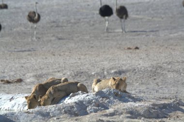 Hayvanat bahçesindeki bir grup hayvan.