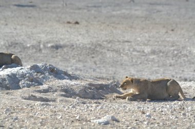 Namibya Afrika 'daki bir grup genç vahşi aslan.