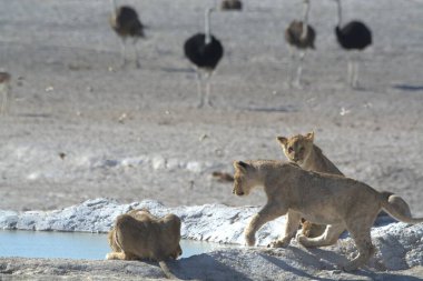 african lion, etosha national park, namibia