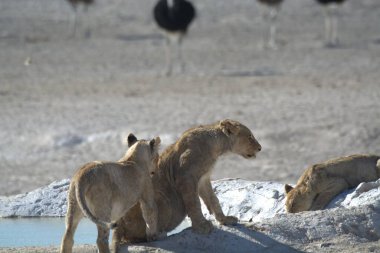 Çölde bir grup aslan.