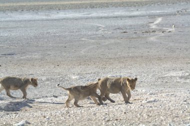 young african oness with a lion in the desert