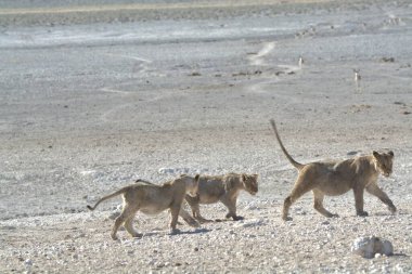 Aslan etkin Milli Parkı'nda