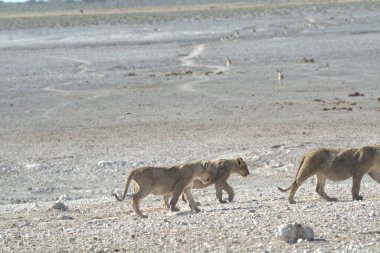 a closeup of the white and brown lions in the etosha park, namibia