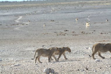 a group of lion walking in the sand