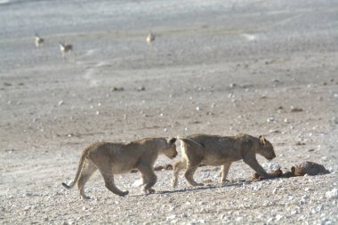 a group of lions in the mountains