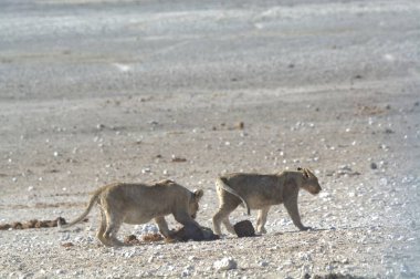 Afrika bozkırındaki vahşi Afrika aslanı.