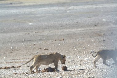 Aslan çölde yürüyor.