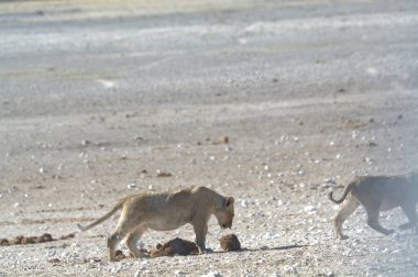 Çölde bir grup vahşi aslan.