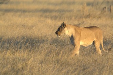 Kenya savanındaki aslan