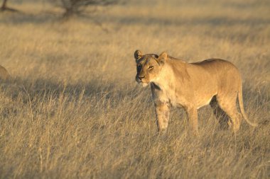 Kenya savanındaki aslan