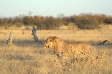 Afrika bozkırlarında dişi aslan.