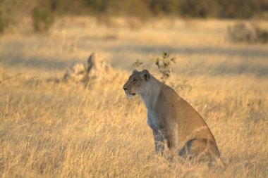 Afrika 'nın bozkırındaki aslan