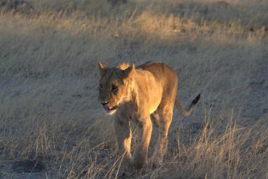 Dişi aslan (panthera leo) Kenya savanındaki kuru çimlerde. Aslan dişi aslanın bir cinsidir.