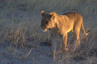 Namibya 'daki savanada kuru çimlerin üzerinde duran dişi bir aslan.