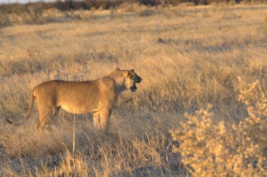 Namibya 'da çimlerde dişi vahşi dişi aslan