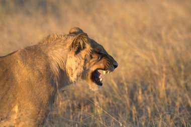 Kenya 'daki Masai Mara Ulusal Parkı' nda güzel bir aslan.