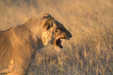 Afrika 'nın bozkırındaki aslan