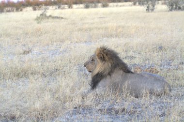 Kenya savanındaki aslan