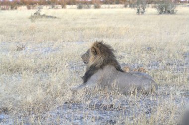 Namibya 'daki Etoşa Ulusal Parkı' nda aslan erkek.