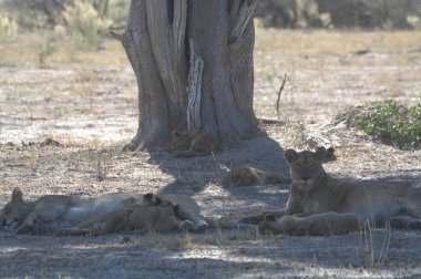 Güney Afrika 'daki Kruger Ulusal Parkı' nda aslanlar.