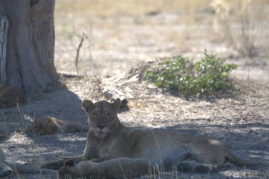 Savanadaki bir grup vahşi aslan.