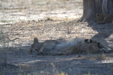 a closeup shot of a female and female lions in the desert