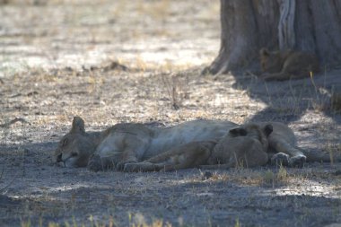 Hayvanat bahçesindeki aslanlar