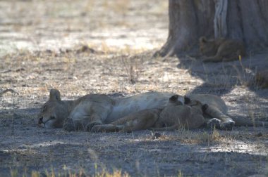 lioness and cub lying in the grass