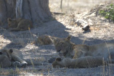 lioness and its mother