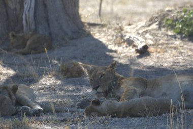 Hayvanat bahçesinde yavruları olan dişi aslan.