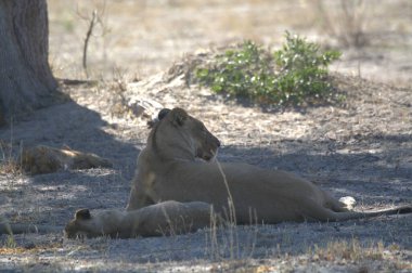 Dişi aslan, panthera aslanı, kuru çimenlikteki yavru aslan. yüksek kaliteli fotoğraf