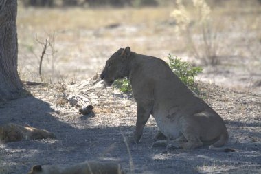 Bir erkek aslanın savanadaki yakın çekimi.