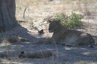 Aslanlar çimenlerde uyuyor.