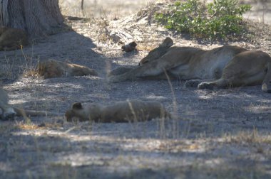 Dişi aslan güneşin altında yerde yatıyor..