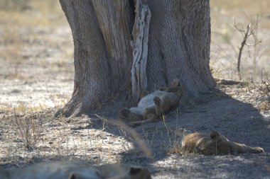 Aslan yerde yatıyor.