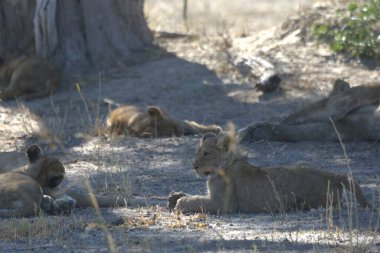 Hayvanat bahçesindeki aslan