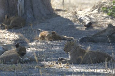 Savanadaki aslanlar, Kenya