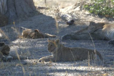 Güneşin altında oturan aslanlar