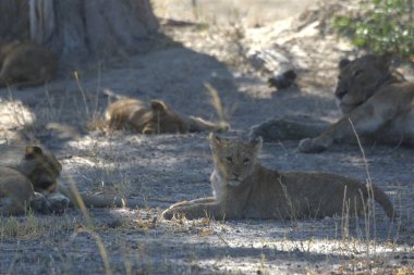 Hayvanat bahçesindeki aslanları