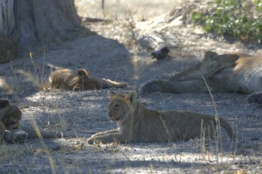 Hayvanat bahçesinde dinlenen aslanlar