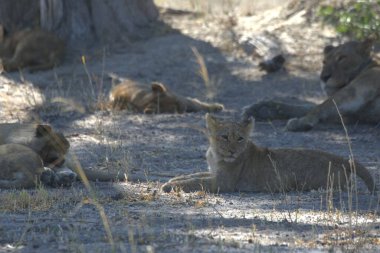Savanadaki bir grup aslan.