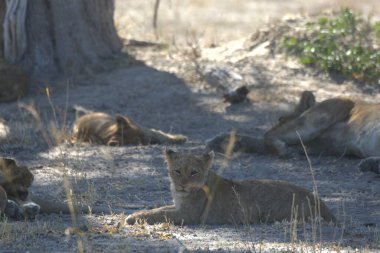 Hayvanat bahçesindeki aslanlar