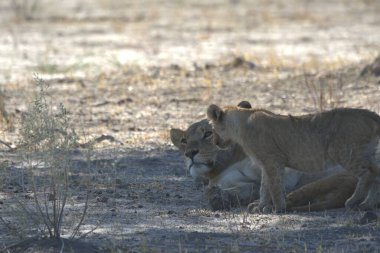 Etoşa Ulusal Parkı 'ndaki aslanlar