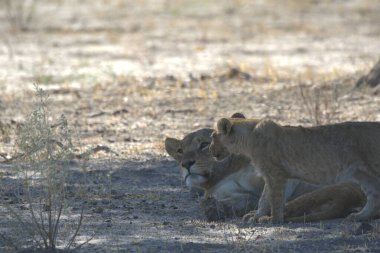 Namibya 'da Etoşa' da aslanlar