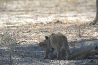 Kenya savanındaki aslan