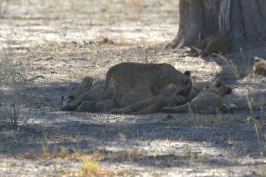 Çimenlerde yatan bir aslanın yakın çekimi.