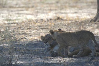 Hayvanat bahçesindeki aslan ailesi.