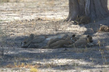 Afrika 'nın bozkırındaki aslan
