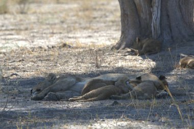 Savanadaki bir grup genç Hylion.