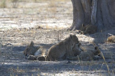 Namibya çölünde bir grup aslan.